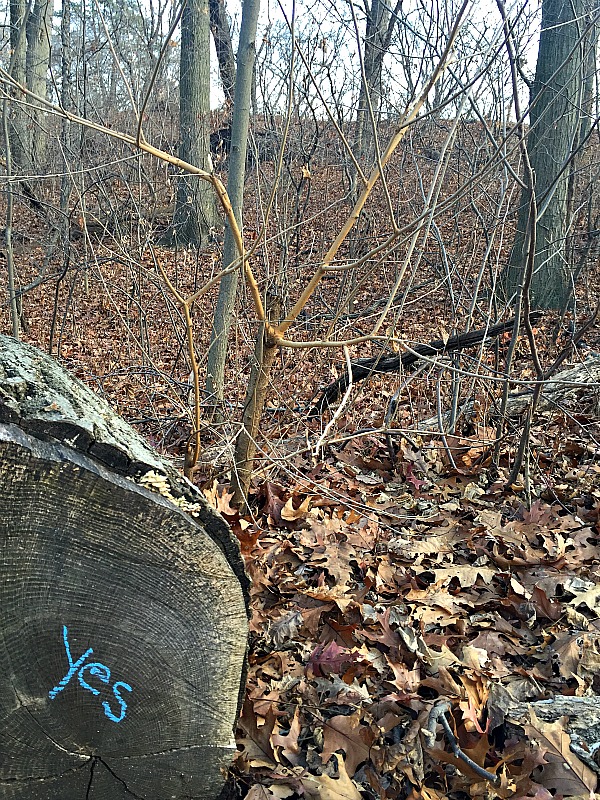 Inwood Hill Park - Yes on tree
