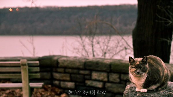 Cat in the Cloisters Washington Heights