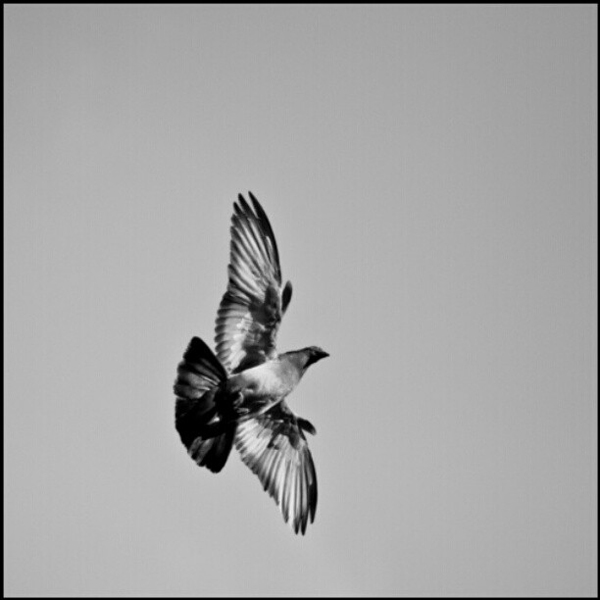 Pigeon in Flight - Dj Boy